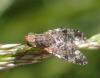 Tephritis vespertina